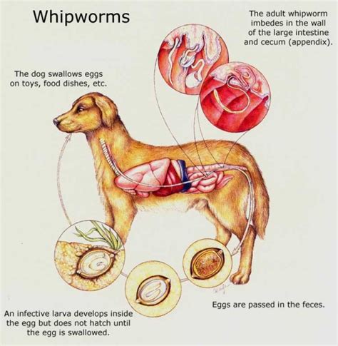 Common Endoparasites of Pets & Their Treatment - Vet Extension