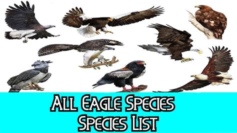 African Eagle Species