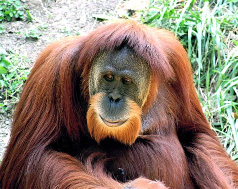 File:Orangutan 01.jpg