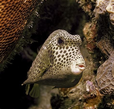 Spotted trunkfish - Wikipedia