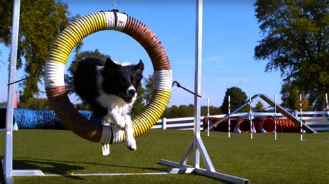 Dogs Doing Tricks In Super Slow Motion 4K