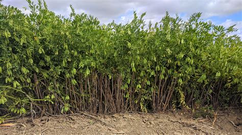 Legumes a winner for Wimmera farming family | Groundcover