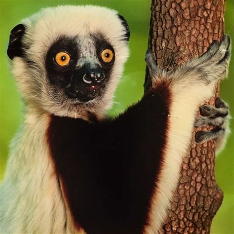 Sifaka Lemur in Madagascar by @FransLanting - The elegant sifaka is a ...