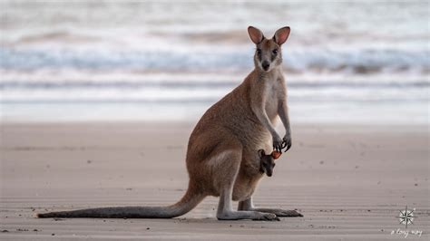 Breakfast with Wallabies - a long way