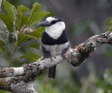 Yasuni Rainforest Tour - Amazon Expeditions