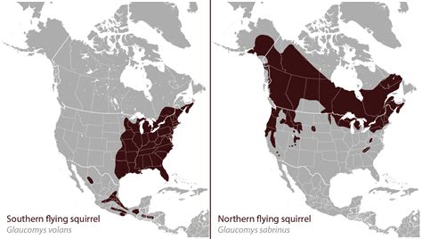 Southern Flying Squirrel Habitat