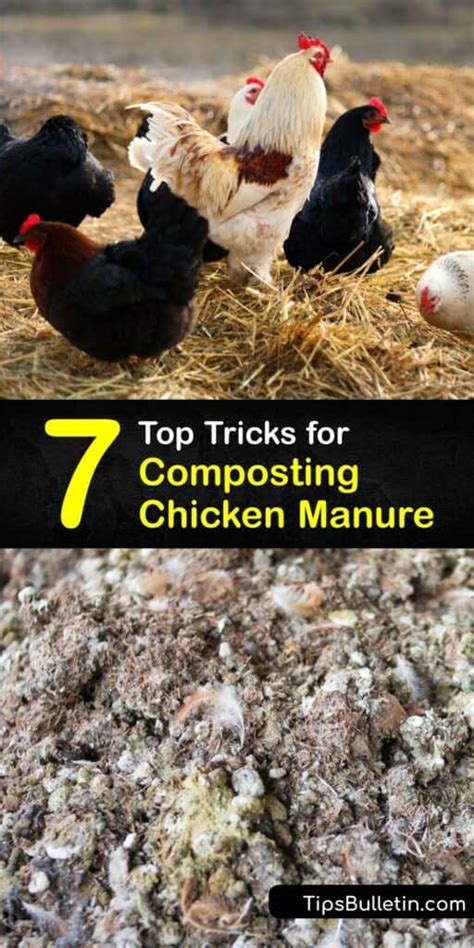 Chicken Manure Compost - Ways to Compost Chicken Poop