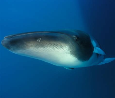 Dwarf Minke Whale Information and Picture | Sea Animals