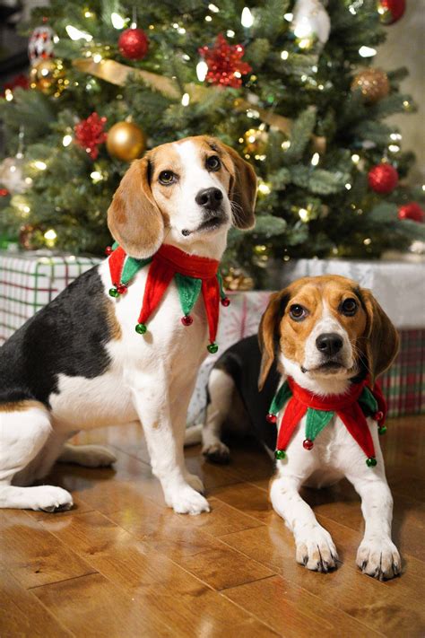 Christmas Beagle Wallpapers - Top Free Christmas Beagle Backgrounds ...