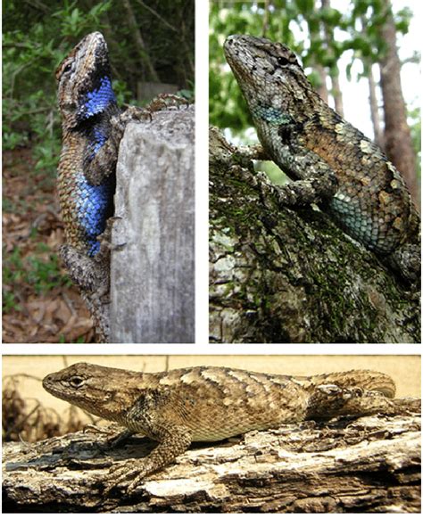 A male eastern fence lizard, Sceloporus undulatus, bearing bright blue ...