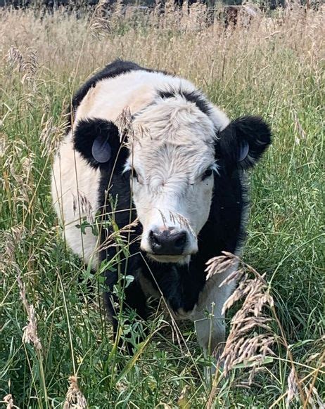 Mini Belted Galloway Cows | RCM Miniature Cattle Company | Miniature ...