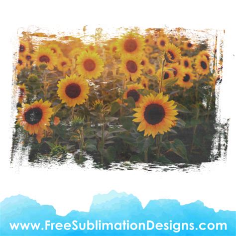 Free Sublimation Print | Sunflowers Distressed Vintage Background File