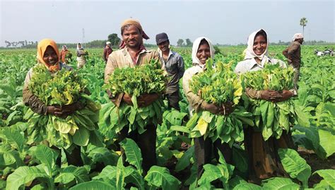 Steps in the Elevation of Tobacco Culture in India - Issuu