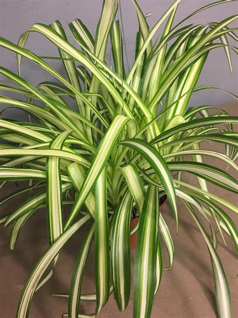 Spider Plant (Chlorophytum comosum) in Reno Sparks Lake Tahoe Carson ...