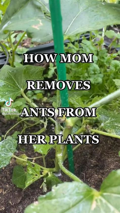 Ant removal [Video] in 2023 | Garden pests, Mosquito repelling plants ...