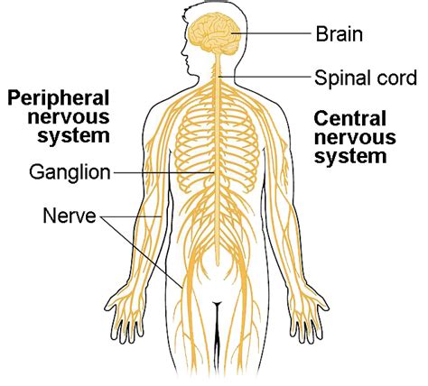 The Central and Peripheral Nervous Systems | Biology for Majors II