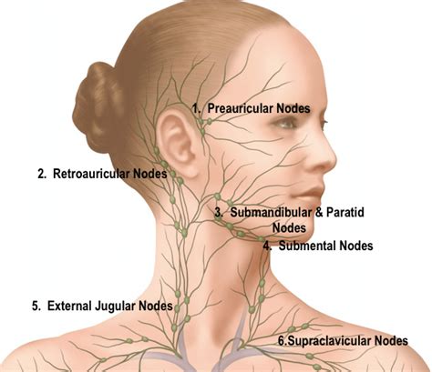 Lymph Nodes of the Heard & Neck - Island Medical (Mauritius) Ltd