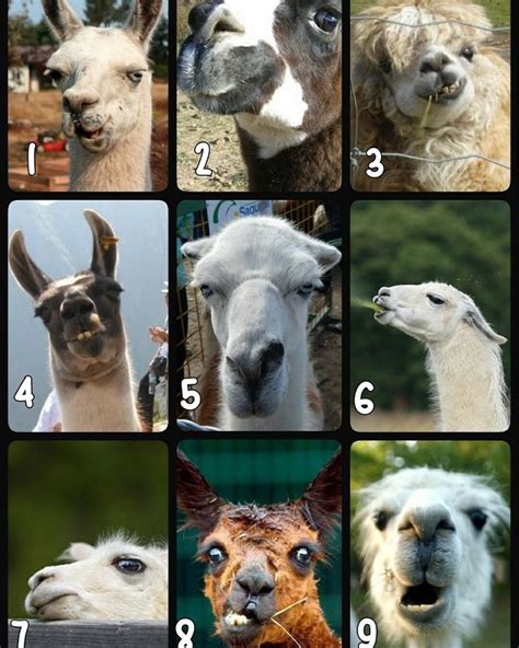 Llama check in in 2022 | How are you feeling, Funny feelings, Emotion chart