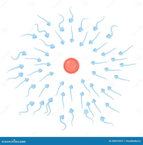 Spermatozoa Moves To Egg Sell. Fertilization, Reproduction ...