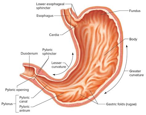 Stomach Anatomy | This Wallpapers