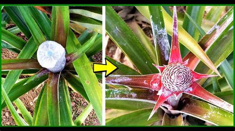 How to make any PINEAPPLE plant FLOWER | 2 easy methods - YouTube