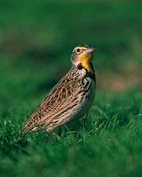 Western Meadowlark- Sturnella neglecta - NatureWorks