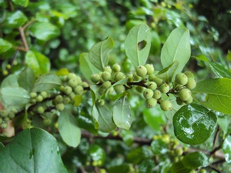 Guggal, Guggul (Commiphora wightii) – Natural Alchemy