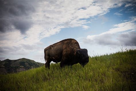 Lots of wildlife and no crowds at North Dakota’s Roosevelt National ...