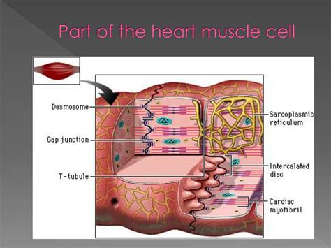 PPT - the Heart Muscle Cell ( Cardiac striated muscle ) PowerPoint ...