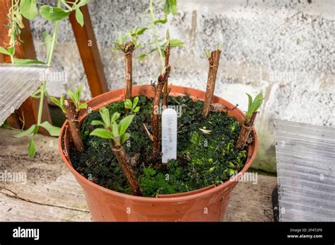 Hardwood cuttings of Viburnum bodnantense 'Dawn', made in autumn, now ...