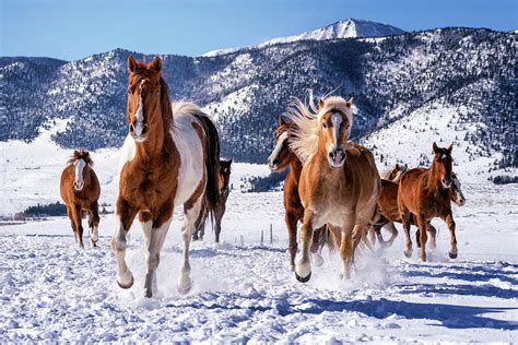 ¿QUÉ SON LOS CABALLOS?