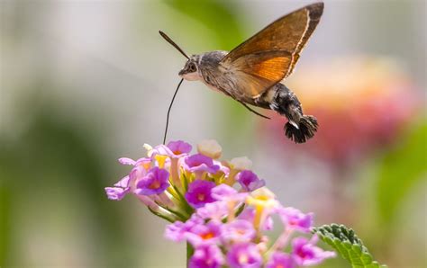 The confusingly enormous hummingbird hawk-moth that looks set to become ...