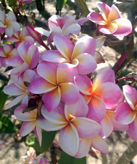 Flowers and Plants - Brazil Plant