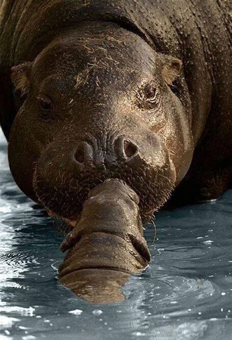 Baby Hippo Kissing Her Mother | Life matters, Hippies and Hunt's