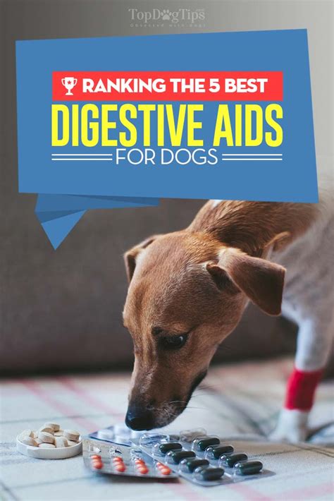 5 Best Digestive Aids for Dogs in 2023