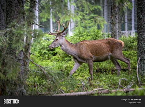 Very Nice Deer Antlers Image & Photo (Free Trial) | Bigstock