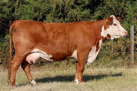 12 Most Popular Beef Cattle Breeds of The World For Farm Owner (con ...