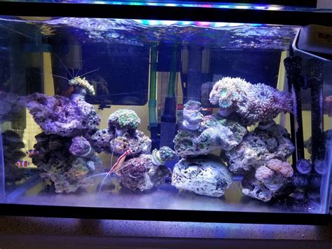 10 gallon reef tank | Saltwater tank, Reef tank, Aquarium