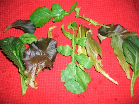 Harvesting Lettuce | More Organics