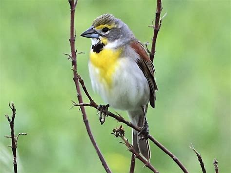 Ecobirder: Dickcissel