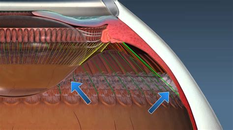 When Ciliary Muscles Relax The Thickness Of The Lens? All Answers ...