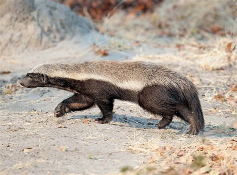 Ratel | Honey Badger, Africa & Carnivore | Britannica