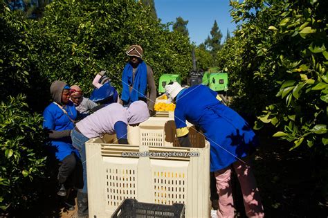 Photos and pictures of: Harvesting oranges, Citrus Farm, Clanwilliam ...