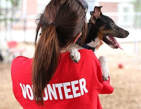 Puppy Rescue: 5 Reasons You Should Volunteer at Your Local Humane ...