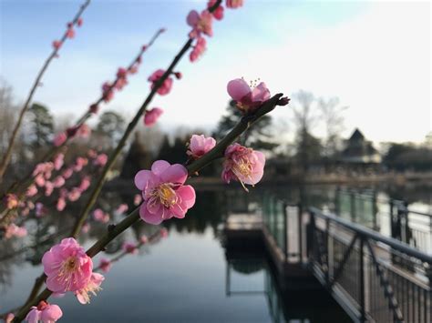 February Blooms