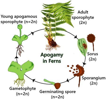 Spore Formation In Fern