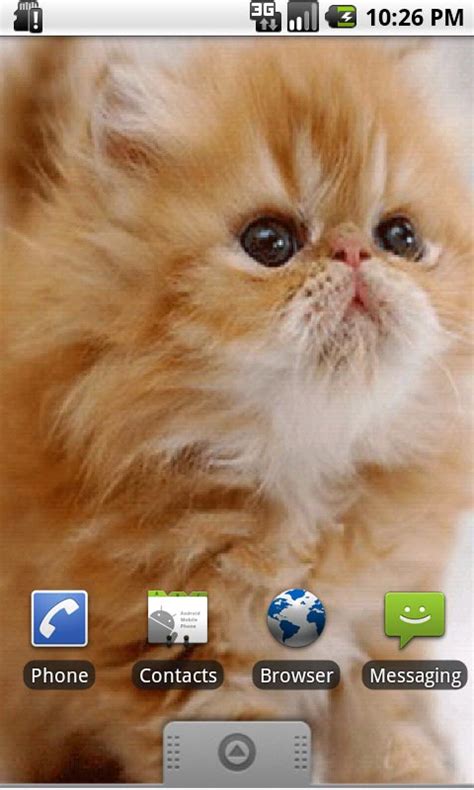 Live Cat Wallpapers - WallpaperSafari