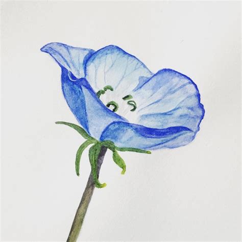 Day 40: Nemophila. Also known as baby blue eyes. #100dayproject ...