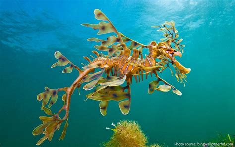 Interesting facts about leafy seadragons | Just Fun Facts