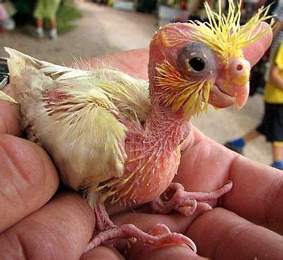 Parrots – Born Featherless and Goofy - Baby Animal Zoo